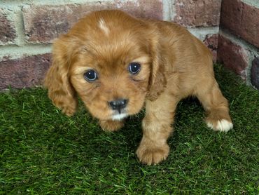Cavalier King Charles spaniel puppy
