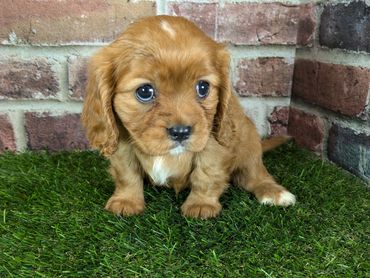 Cavalier King Charles spaniel puppy