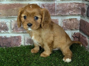 Cavalier King Charles spaniel puppy