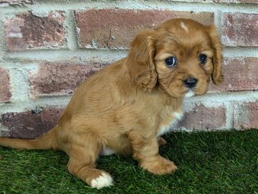 Cavalier King Charles spaniel puppy