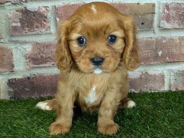 Cavalier King Charles spaniel puppy