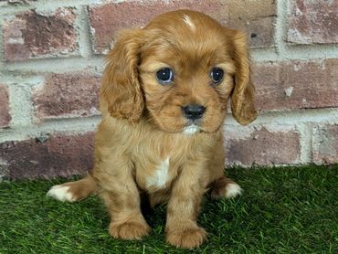 Cavalier King Charles spaniel puppy