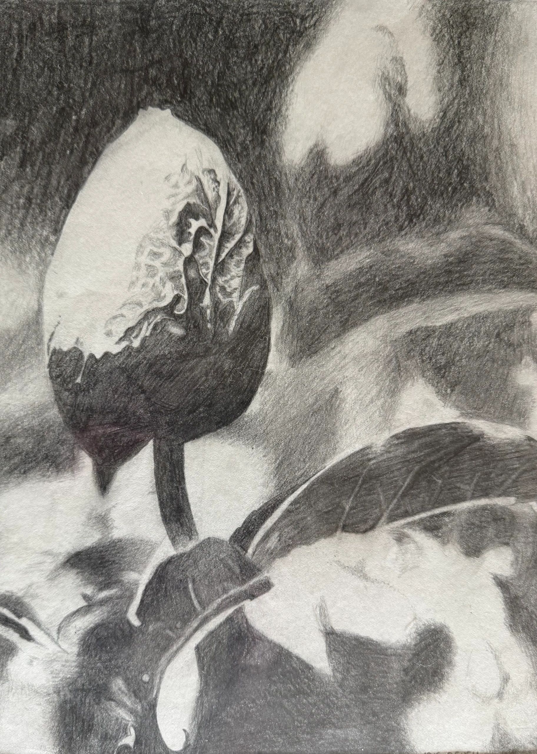 Flower Bud, 1985, pencil on paper, 11 3/4" x 8 3/4"