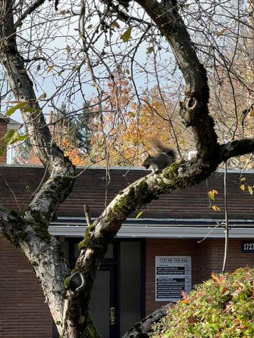 Squirrel perched on a mossy tree branch in front of a building.