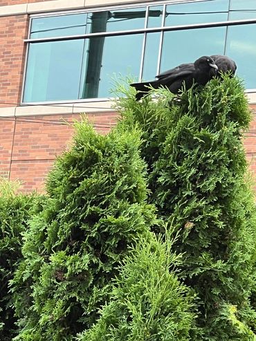Two black crows perched on a lush green bush in front of a brick building with large windows.