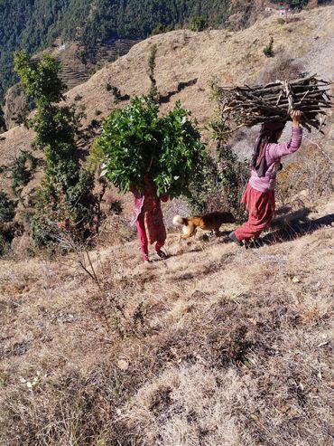 Forest as resource for Local people