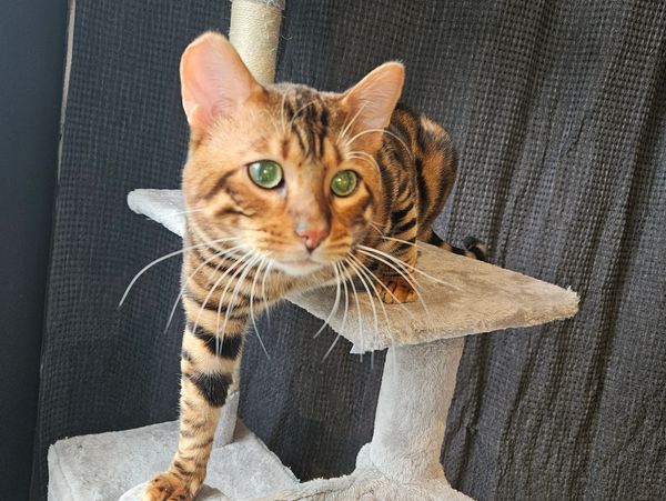 Chaton Toyger - Toyger Quebec - Link