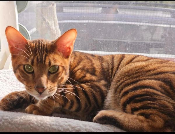 Kuper - Toyger Quebec