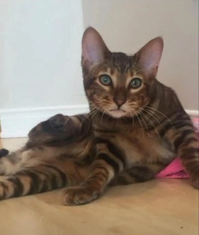 Chaton Toyger - Toyger Quebec - Bandit