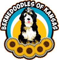 Bernedoodles Of Kansas