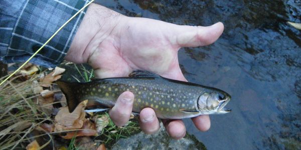 Trout fishing with a native brook trout