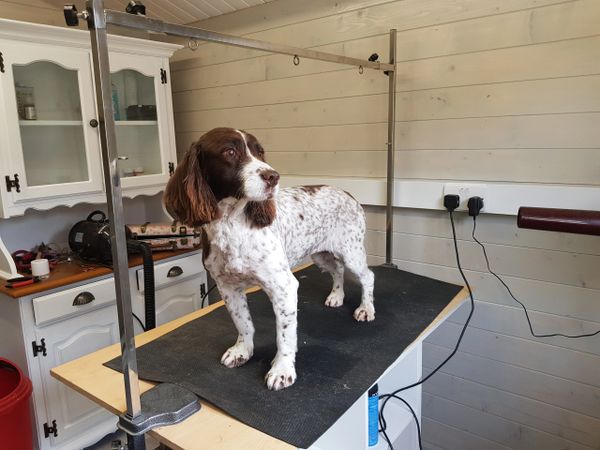 Dog groomer in Didcot
