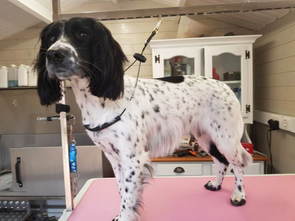 Dog groomer Didcot