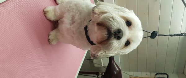 Puppy classes in Didcot
