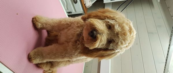 Dog grooming in Didcot