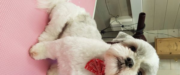 Puppy classes Didcot