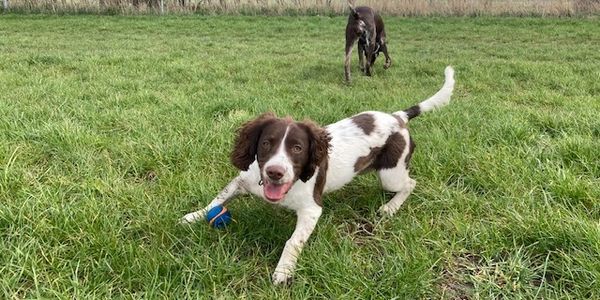 Dog walking services in Didcot