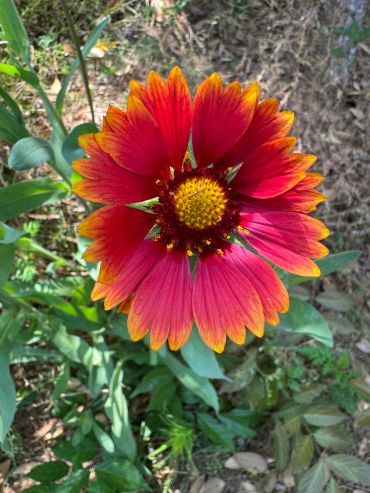 Indian Blanket Flower (Gaillardia pulchella), red and yellow daisy like flower