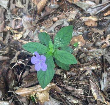 Carolina Wild Petunia (Ruellia caroliniensis), is a wild petunia of the family Acanthaceae, small pu