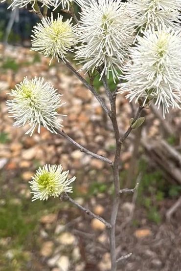 Fothergilla latifolia, the large witch alder or mountain witch alder, is a species of flowering plan