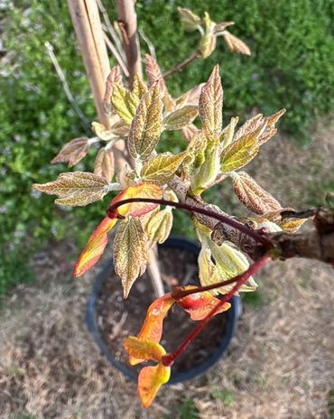 Southern red oak (Quercus falcata), pictured a young oak tree trunk with new leaf growth on red stem