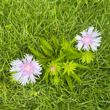 stokes aster flowers and plant in grass