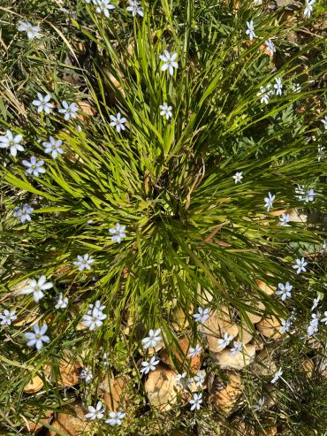 Blue-eyed Grass (Sisyrinchium angustifolium), long grass like narrow leaf with small blue 6 petaled