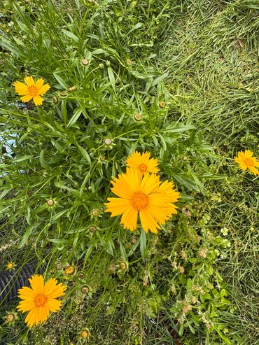 Lance-leaved corepsis (Coreopsis), commonly known as lanceleaf coreopsis, lanceleaf tickseed, lance-