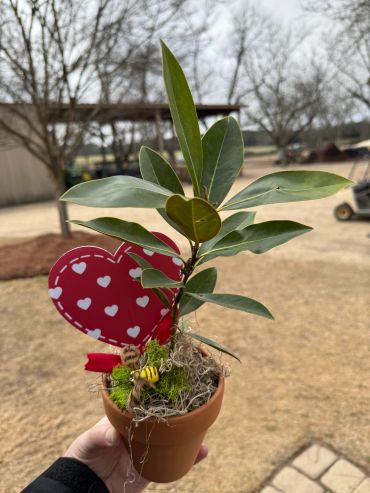 Baby Southern Magnolia (Magnolia grandiflora) tree in a small terracotta pot with heart and bee deco