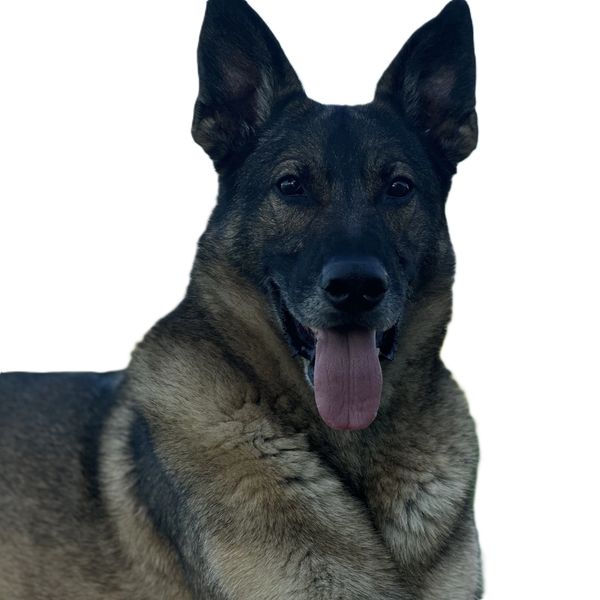 Close-up of a happy German Shepherd dog with its tongue out.