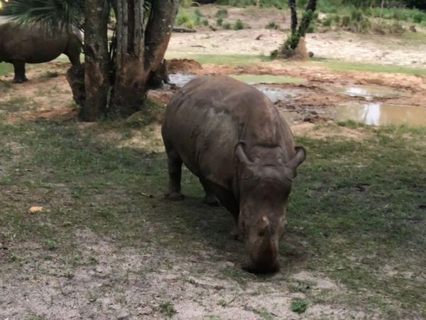 Rhino at Walt Disney World