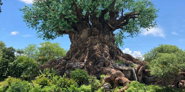 Animal Kingdom Tree of Life