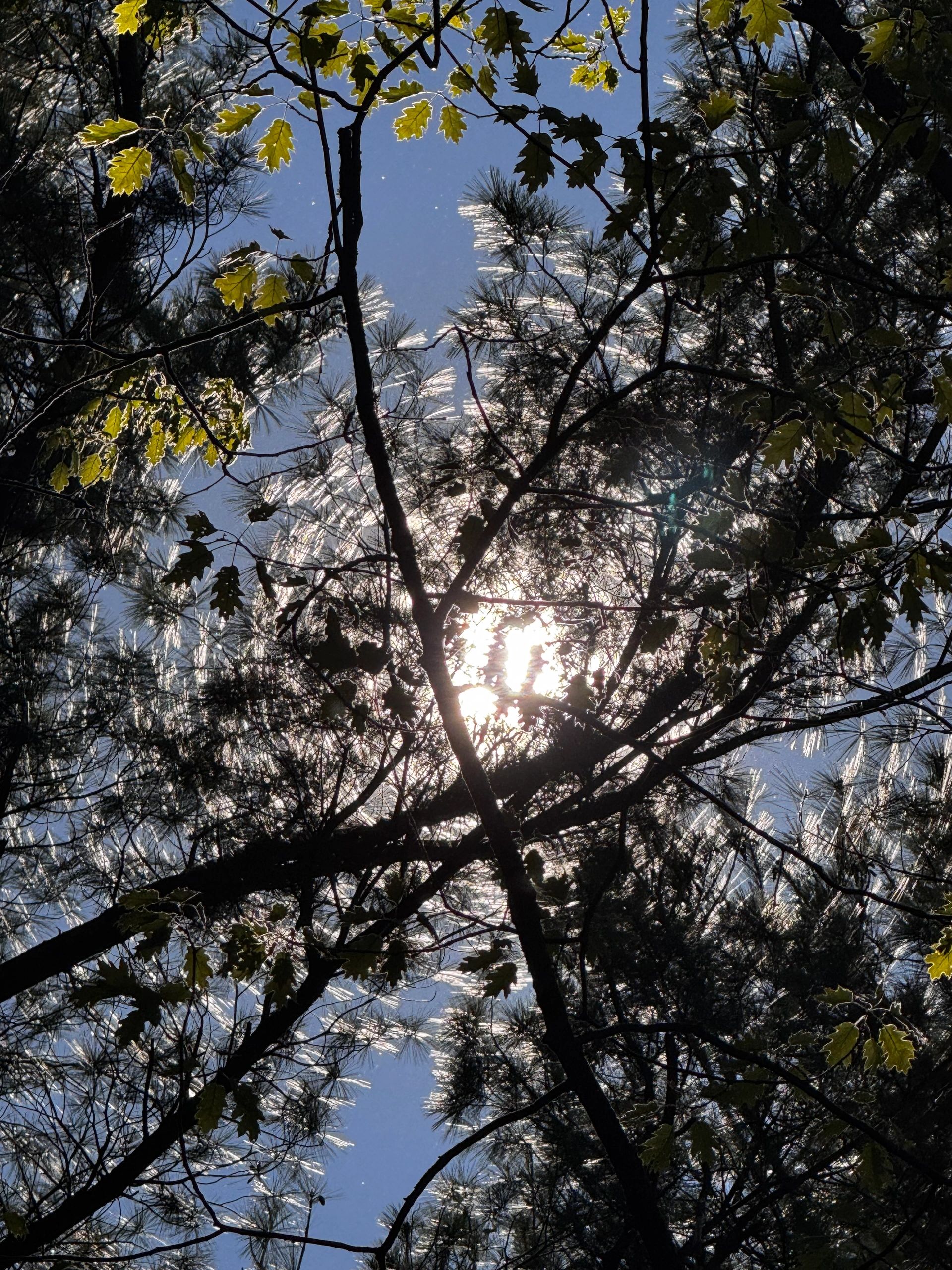 Sunlight shining through dense tree branches and leaves.