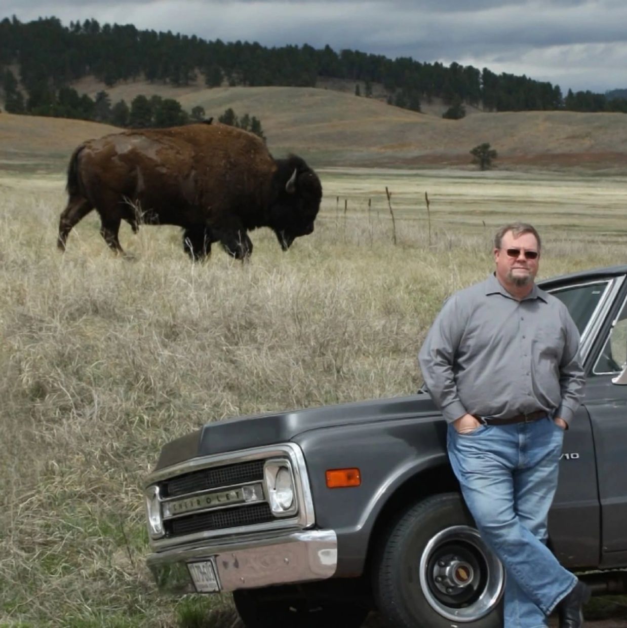 Man leaning on vintage Chevrolet truck near grazing bison in open field.