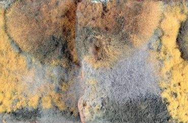 Close-up of colorful mold growth with fuzzy textures and various shades of yellow, orange, blue, and gray.