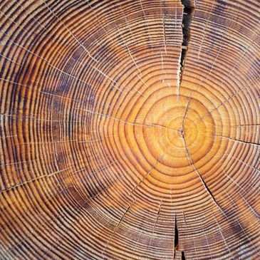 Close-up of tree rings on a wooden log cross-section.