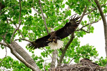 A bald eagle spreads its wings while another rests in a nest amid green trees.