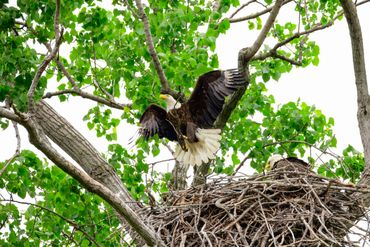 Bald eagle taking flight from nest while mate stays in the nest.