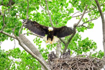 Bald eagle landing on a nest with two chicks in a green leafy tree.