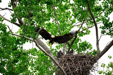 Bald eagle landing on a nest with chicks in a tree.