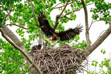 Bald eagle landing with a stick in its talons at the nest with eaglets.