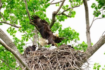 Bald eagle landing on a nest with eaglets in a tree.