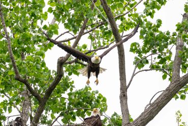 Bald eagle soaring from a tree surrounded by green leaves.