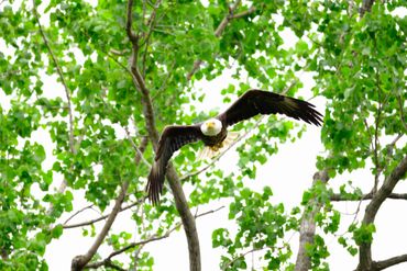 A bald eagle flies through green trees with wings spread wide.