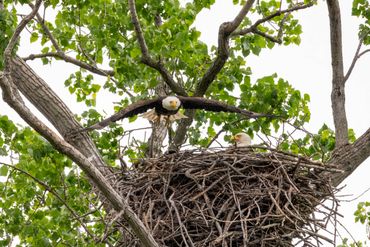 A bald eagle takes flight from its large nest while another watches from the tree.