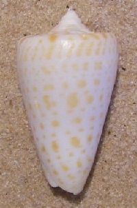 seashell identification