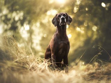 Hundeschule Bad Kissingen Mobile Hundeschule Hundetrainer in meiner Nähe Hundeausbildung Hundesport