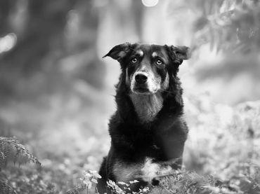 Hundeschule Bad Kissingen Mobile Hundeschule Hundetrainer in meiner Nähe Hundeausbildung Hundesport