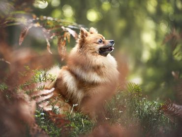 Hundeschule Bad Kissingen Mobile Hundeschule Hundetrainer in meiner Nähe Hundeausbildung Hundesport