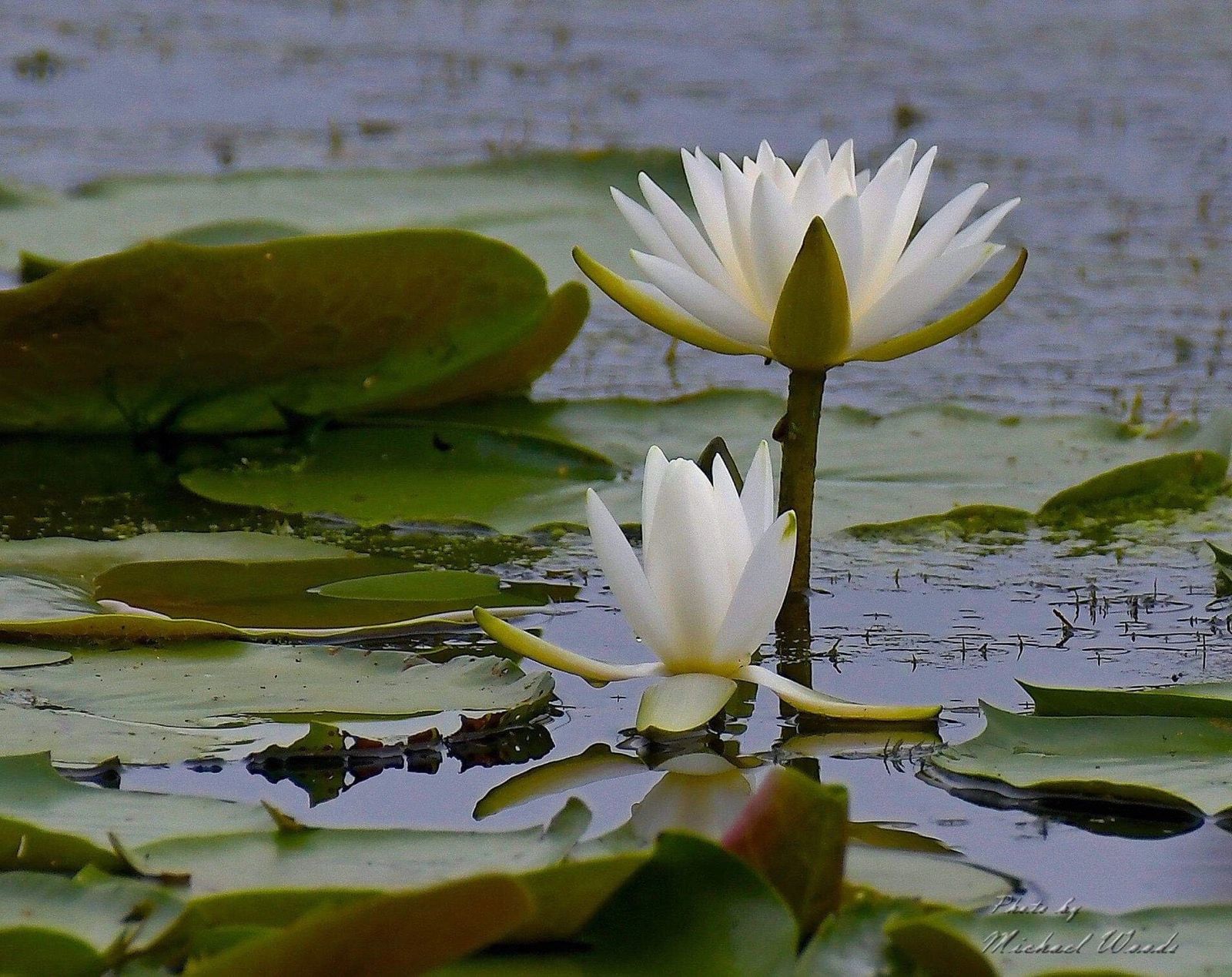 Lotus Counseling Services